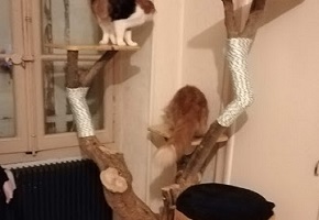 ARBRE A CHATS